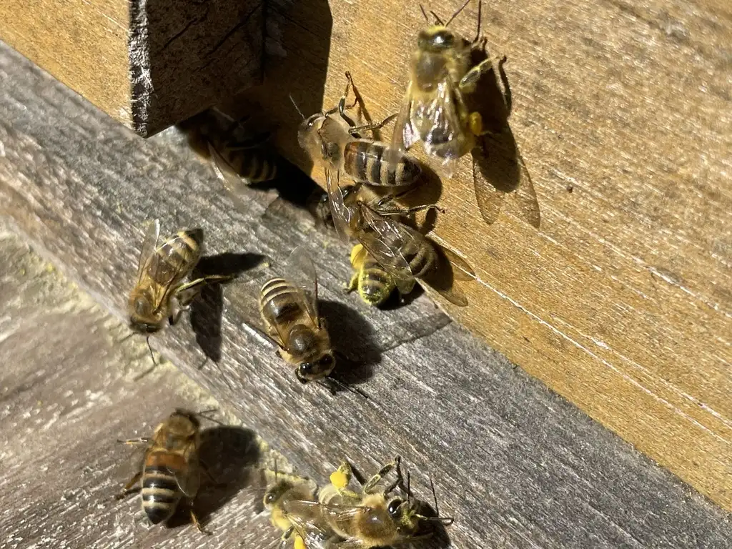 Aktive Bienen vor dem Flugloch.